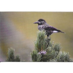 Cassenoix moucheté - Carte de correspondance (photo)