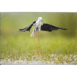 Echasse blanche - Carte de correspondance (photo)
