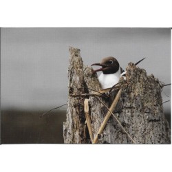 Mouette rieuse - Carte de correspondance (photo)