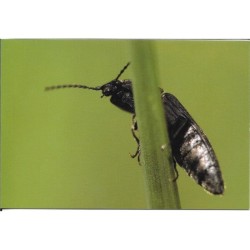 Taupin des moissons - Carte de correspondance (photo)