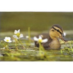 Bébé Canard colvert - Carte de correspondance (photo)