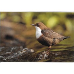 Cincle plongeur - Carte de correspondance (photo)