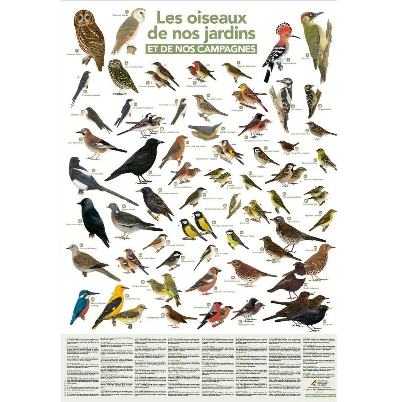 Poster Les oiseaux de nos jardins et de nos campagnes (vertical)