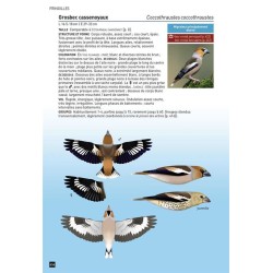 Cahier d'identification des Passereaux d'Europe en vol