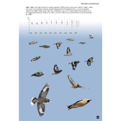 Cahier d'identification des Passereaux d'Europe en vol