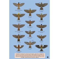 Cahier d'identification des Passereaux d'Europe en vol