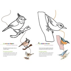 Les oiseaux près des mangeoires - Coloriages nature - CPN Les oiseaux près des mangeoires - Coloriages nature - CPN