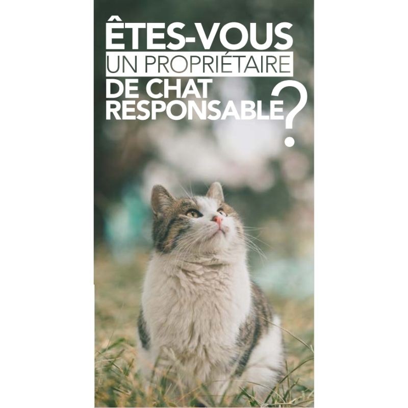Flyer "Etes-vous un propriétaire de chat responsable" - Dépliant