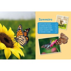 Les papillons - P'tit curieux Les papillons - P'tit curieux