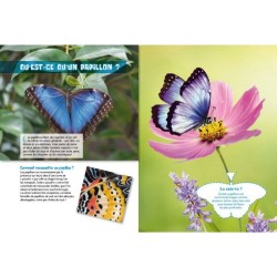 Les papillons - P'tit curieux Les papillons - P'tit curieux
