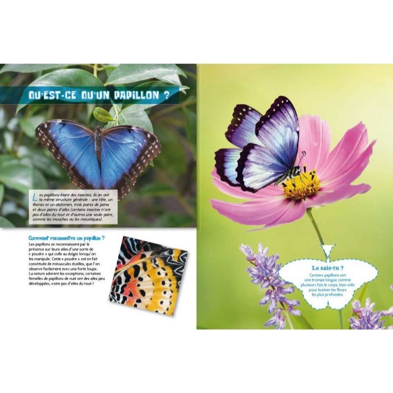Les papillons - P'tit curieux Les papillons - P'tit curieux