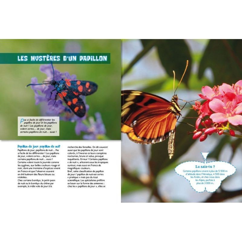 Les papillons - P'tit curieux Les papillons - P'tit curieux