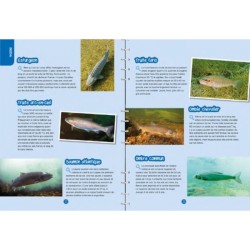 Petites bêtes & plantes des mares & des rivières - Observer, identifier, préserver