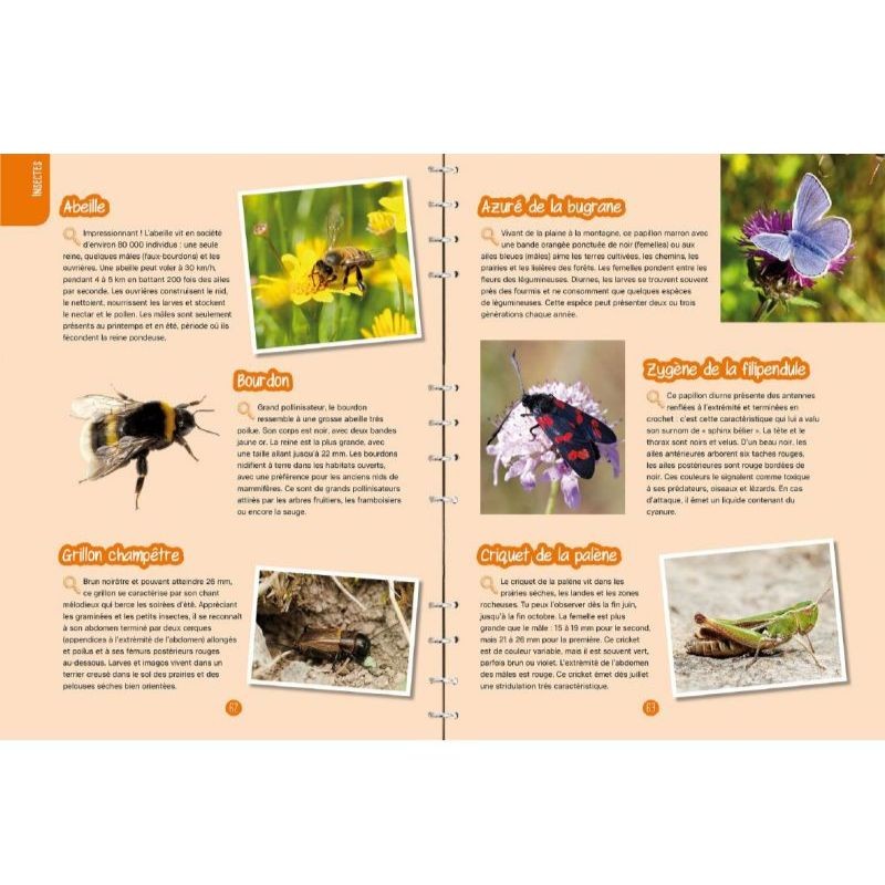 Insectes & papillons - Observer, identifier, préserver