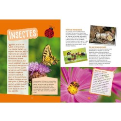 Insectes & papillons - Observer, identifier, préserver
