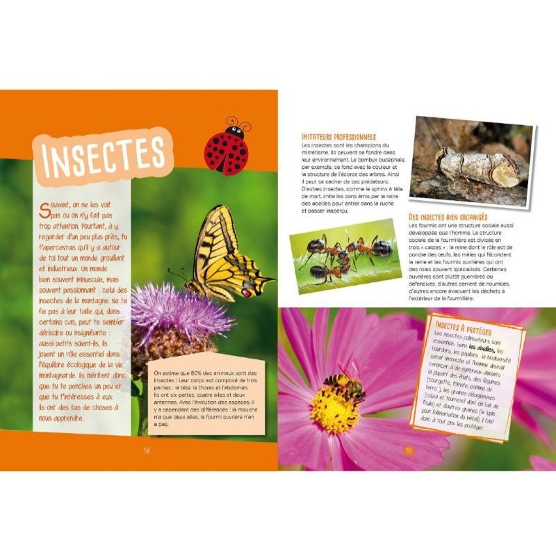 Insectes & papillons - Observer, identifier, préserver
