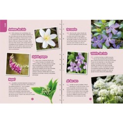 Petites bêtes & plantes des bois - Observer, identifier, préserver