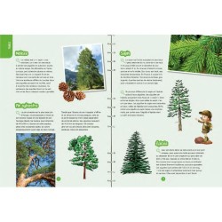 Petites bêtes & plantes des bois - Observer, identifier, préserver