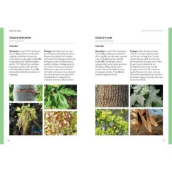 Flore des villes - de France, de Suisse et du Benelux