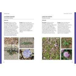 Flore des villes - de France, de Suisse et du Benelux