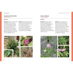 Flore des villes - de France, de Suisse et du Benelux