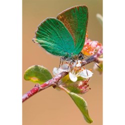 Découvrir les papillons du jardin - les identifier, les attirer, les nourrir