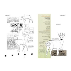 A l'affût des chevreuils