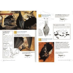 Sur les traces des chauves-souris