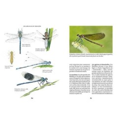 Créer une mare - un point d'eau, une baignade naturelle