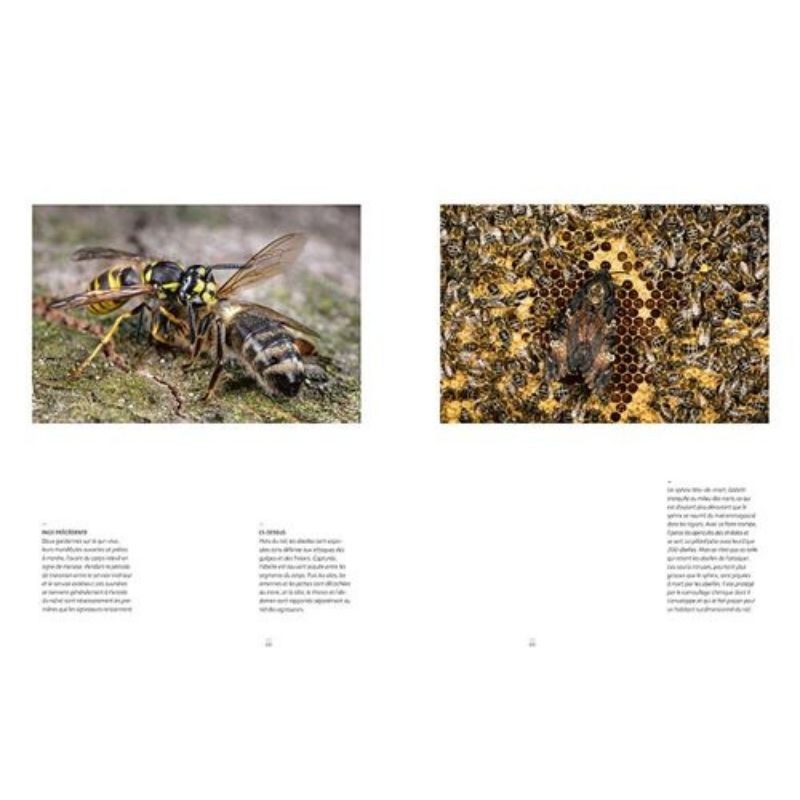 Abeilles mellifères sauvages