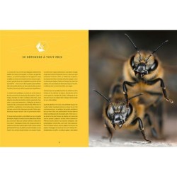 Abeilles mellifères sauvages Abeilles mellifères sauvages