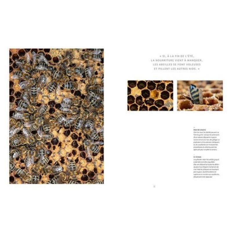 Abeilles mellifères sauvages