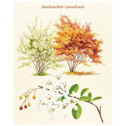 Le Grand Larousse des arbres