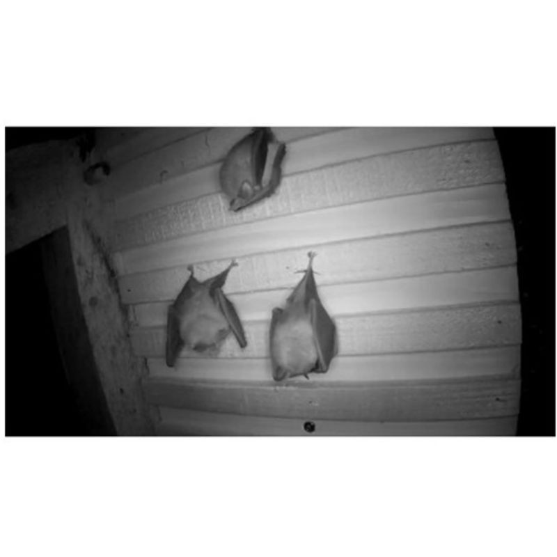 Support suspendu à chauves-souris Support suspendu à chauves-souris