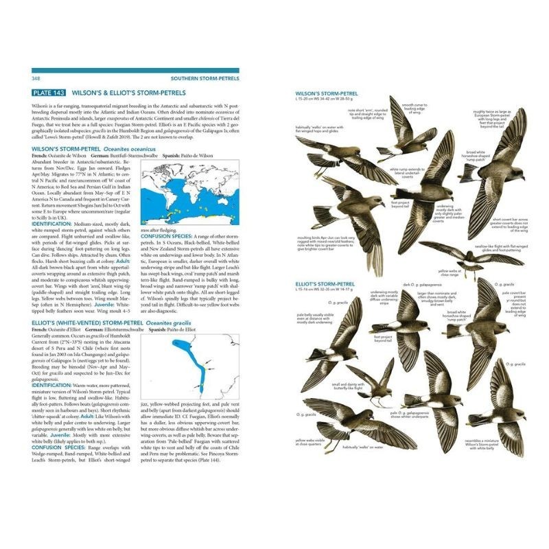 Seabirds - The New Identification Guide