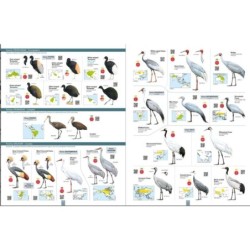 All the Birds of the World All the Birds of the World