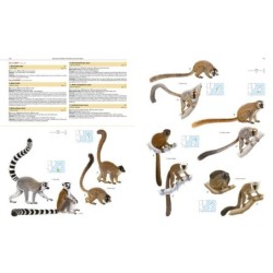 Illustrated Checklist of the Mammals of the World