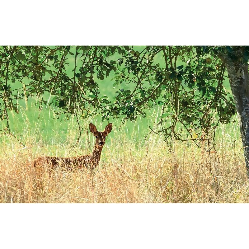 L'Homme-chevreuil - Sept ans de vie sauvage - Edition illustrée avec les photographies de l'auteur