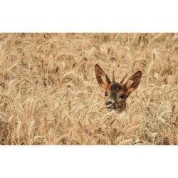 L'Homme-chevreuil - Sept ans de vie sauvage - Edition illustrée avec les photographies de l'auteur L'Homme-chevreuil - Sept ans de vie sauvage - Edition illustrée avec les photographies de l'auteur