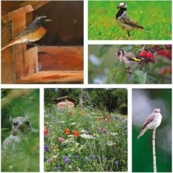 J'accueille et j'observe les oiseaux dans mon jardin