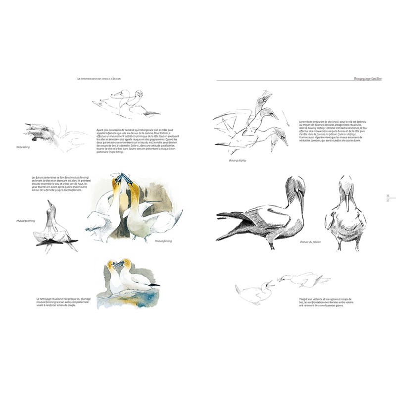 Le comportement des oiseaux d'Europe
