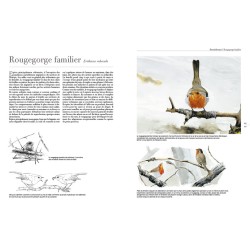 Le comportement des oiseaux d'Europe Le comportement des oiseaux d'Europe