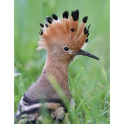 Les oiseaux du jardin et du balcon + CD Les oiseaux du jardin et du balcon + CD
