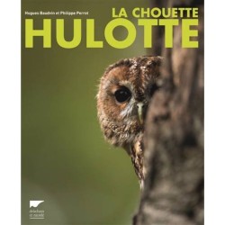 La Chouette hulotte