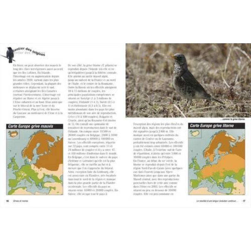 Grives et merles - Répartition, description, habitat, moeurs, observation