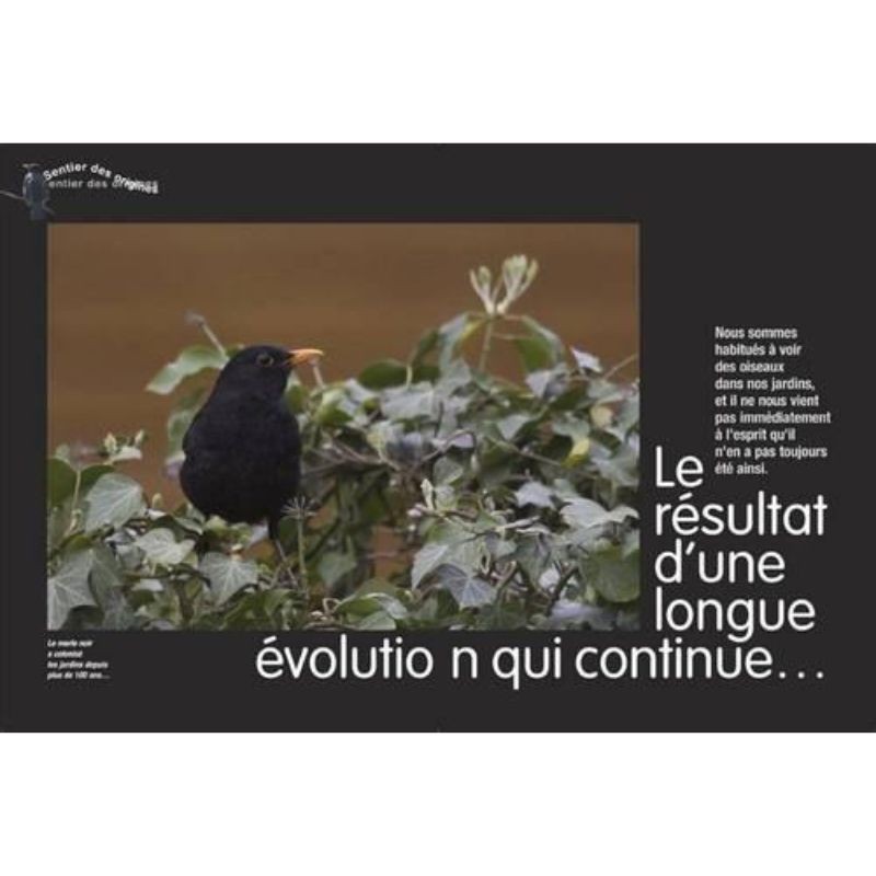Grives et merles - Répartition, description, habitat, moeurs, observation