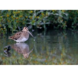 Bécassine des marais - 30x45 cm - Cadre photo