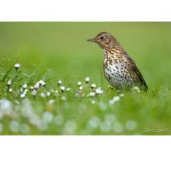 Grive musicienne - 30x45 cm - Cadre photo - Plexiglas