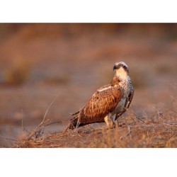 Balbuzard pêcheur - 30x45 cm - Cadre photo - Plexiglas