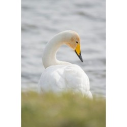 Cygne chanteur - 20x30 cm - Cadre photo - Plexiglas